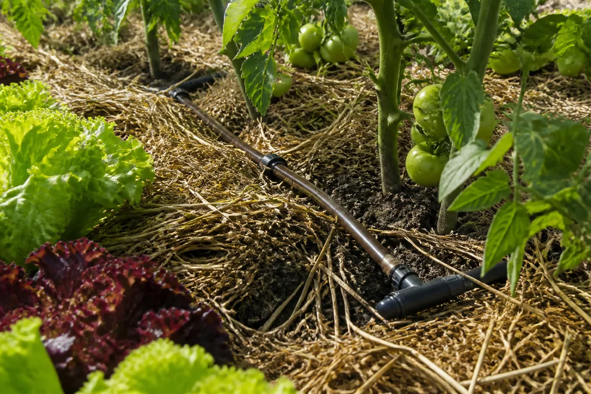 Tuyau de goutte-à-goutte sous un paillage de paille entre des tomates et des salades au potager