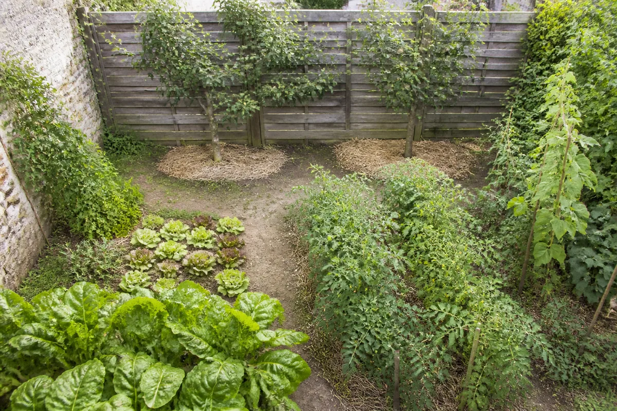 Petit potager-verger rectangulaire avec fruitiers palissés en bordure et légumes répartis selon la lumière