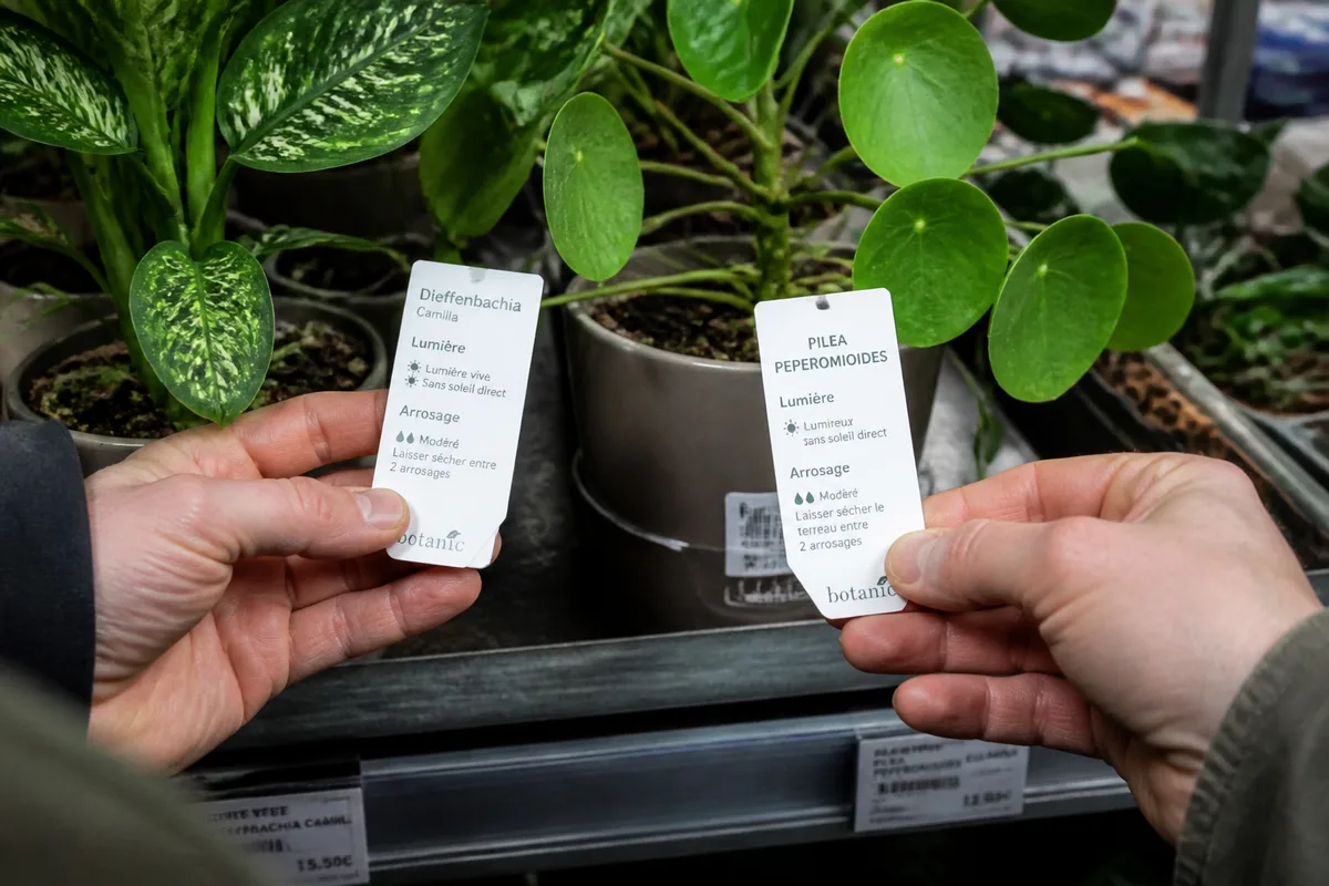 Débutant comparant deux plantes d’intérieur et leurs étiquettes d’entretien dans un rayon Botanic