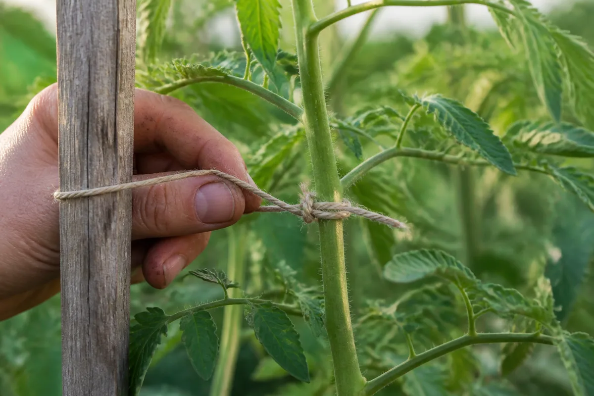 Main nouant une ficelle naturelle autour d’un tuteur en bois et d’une tige de tomate au potager