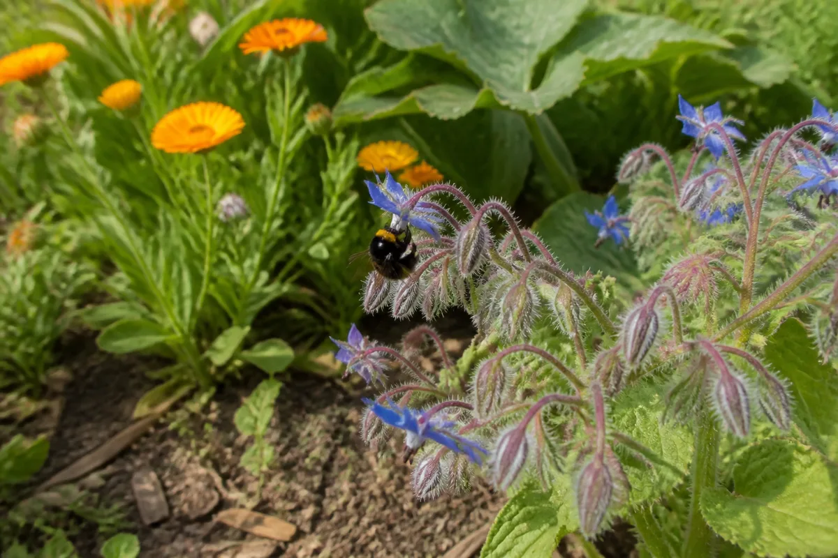 Bourdon butinant une bourrache bleue au bord d’un potager avec soucis et feuillage de courgette