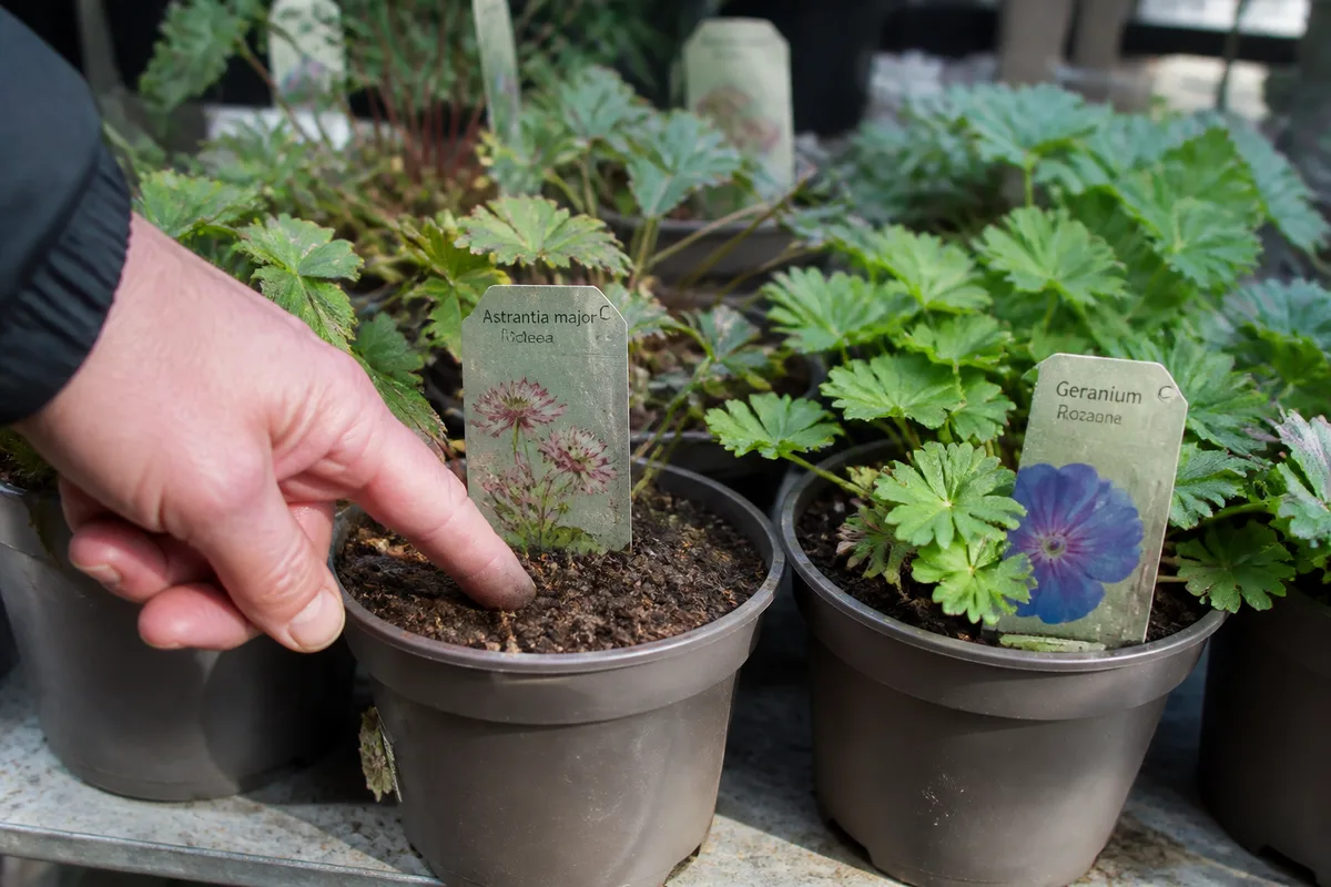 Comparaison de plantes d’extérieur en pots dans un rayon de jardinerie
