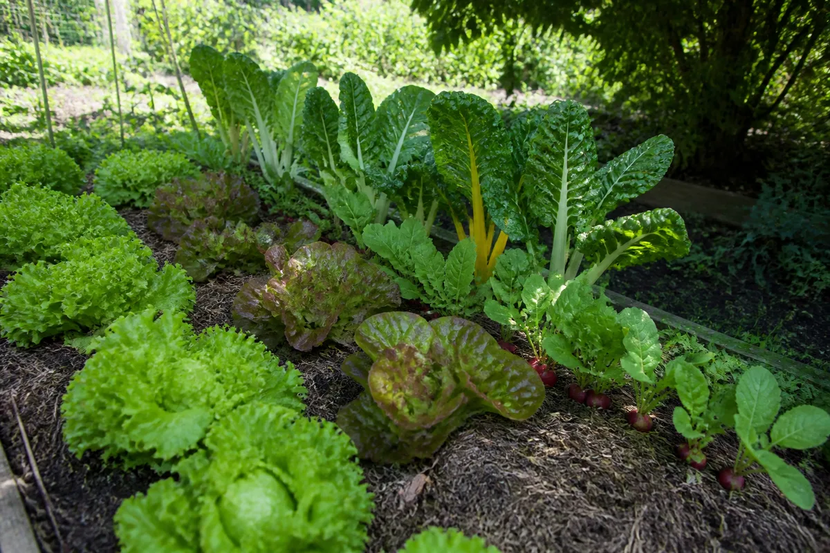 Petite planche de potager à mi-ombre avec laitues, blettes et radis sous la lumière filtrée d’un arbre